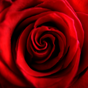 LARGE ROSE