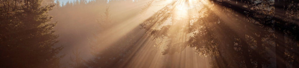 sienna trees in the sunlight
